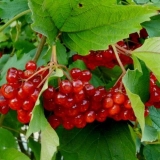 Ljekovita svojstva listova viburnuma i kontraindikacije